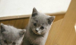 蓝猫视频,探索奇幻世界，畅游知识海洋