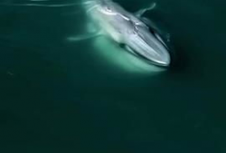 蓝鲸视频,揭秘海洋生物的神秘世界